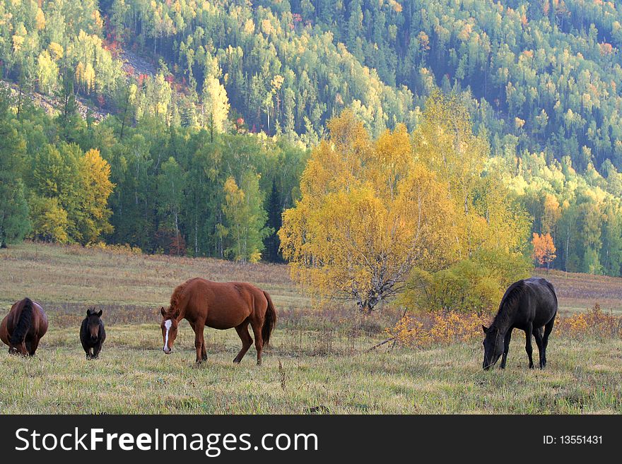 Horses are gnawing grass in the autumn of Sinkiang, China. Horses are gnawing grass in the autumn of Sinkiang, China