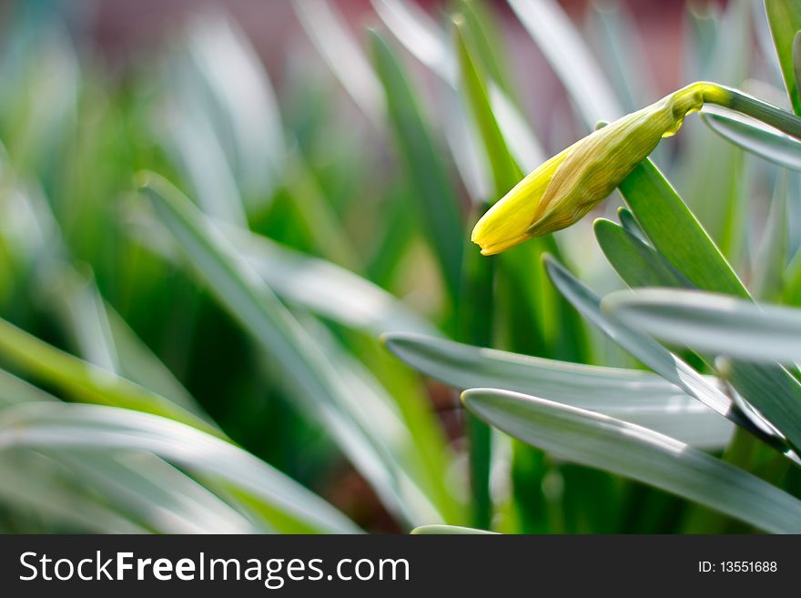 The bud of yellow narcissus in the garden row. Very shallow depth, focused on the bud. Blurred background, suitable for text. The bud of yellow narcissus in the garden row. Very shallow depth, focused on the bud. Blurred background, suitable for text.