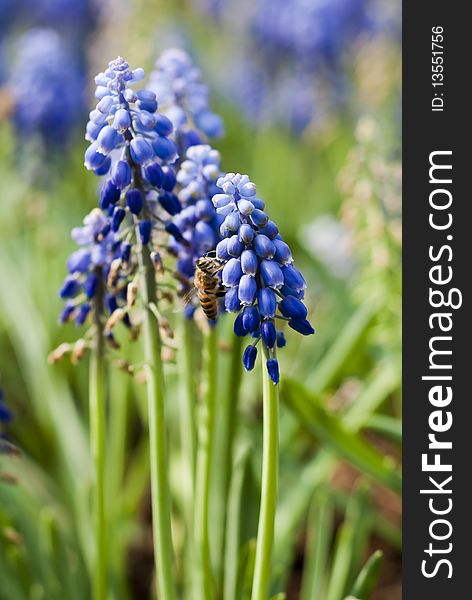 A working bee on the azure muscari botryoides under the sun. A working bee on the azure muscari botryoides under the sun