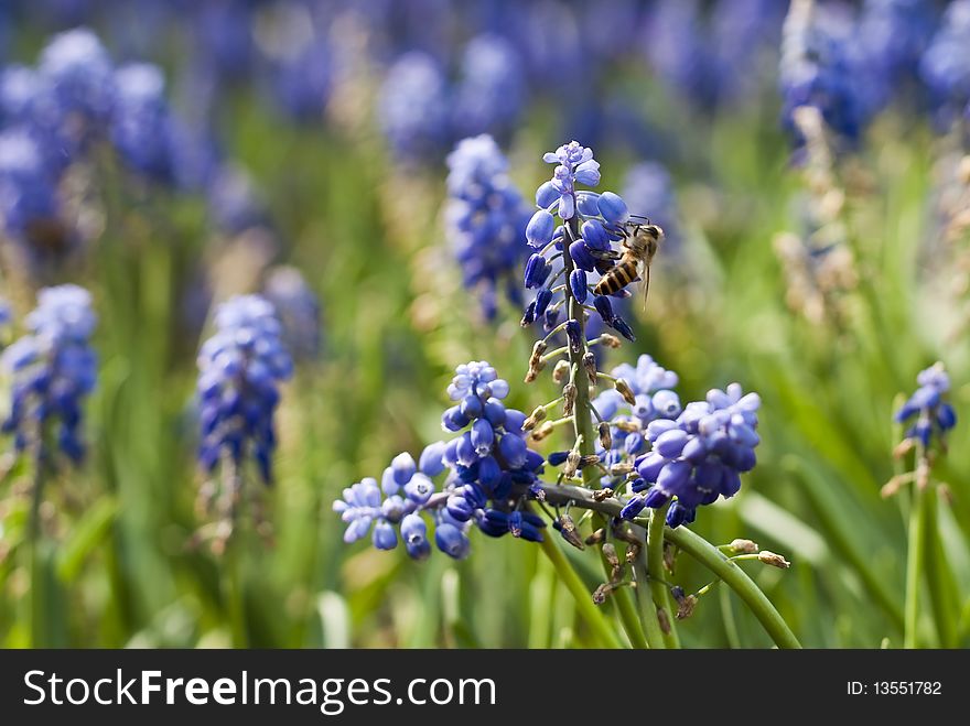 A working bee on the azure muscari botryoides under the sun