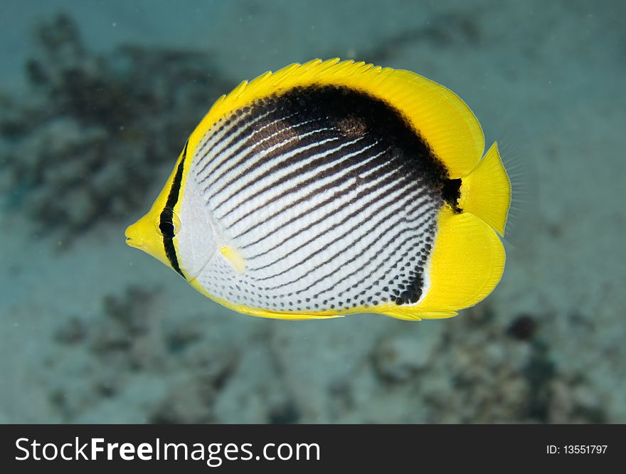 Close-up of a Black backed butterfly fish in the Red Sea