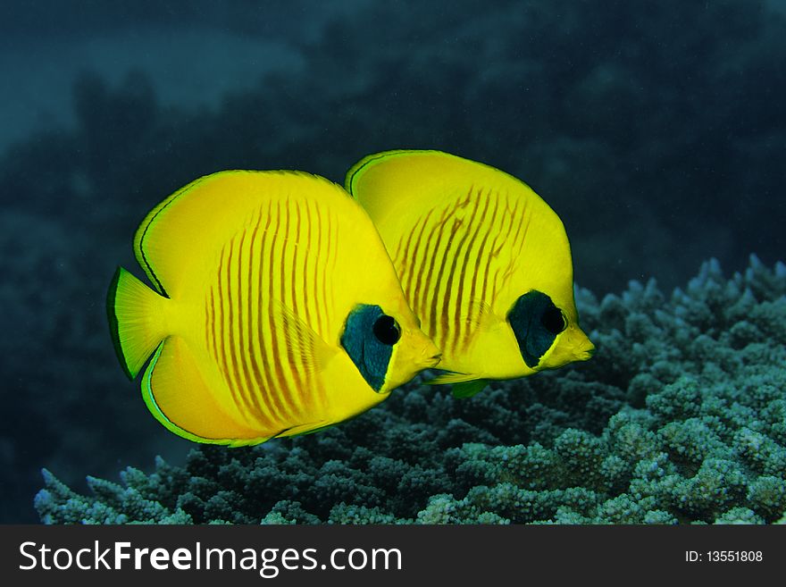 Couple of Masked Butterfly fish in the Red Sea, Egypt