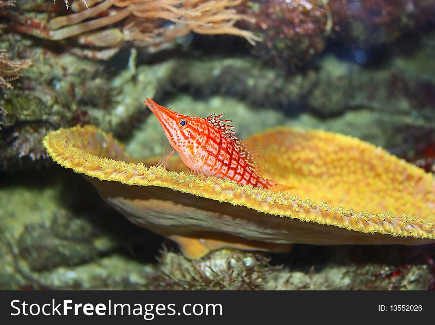 A peculiar orange and white fish at Amsterdam Aquarium, Artis. A peculiar orange and white fish at Amsterdam Aquarium, Artis