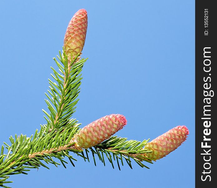 Fir Tree Cones