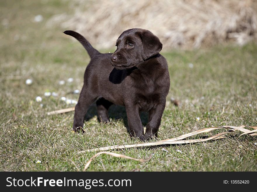 Chocolate Labrador Retriever puppy in grass