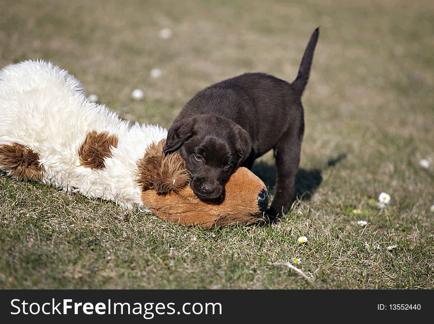 Chocolate Labrador Retriever puppy