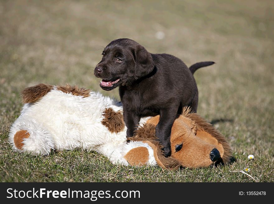 Chocolate Labrador Retriever puppy in grass