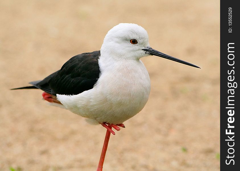 Black necked stilt stand on a single leg - blurred background