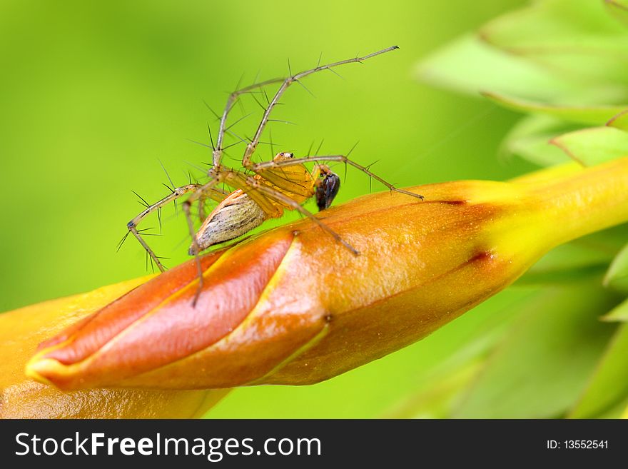 Extreme close up shot of an insect on flower