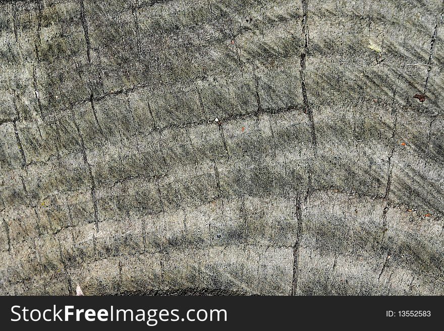 Cut tree stump background close up shot