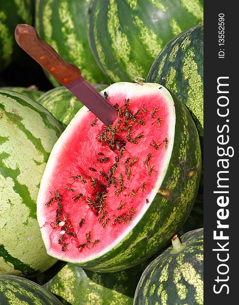 Watermelon on the southern market , Crimea,many wasp
