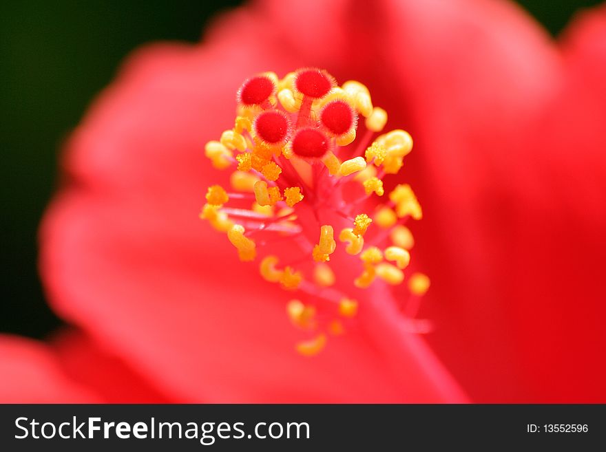 Selective focus on the pistils of a red hibiscus