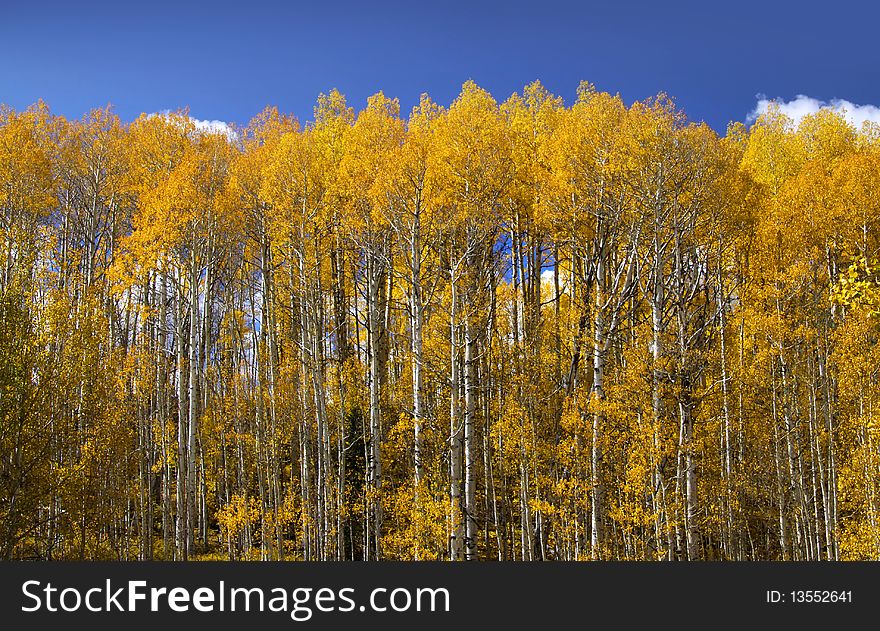 Aspen trees