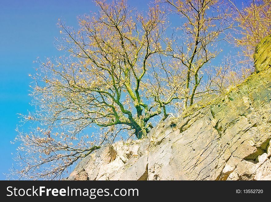 Single dry tree on a cliff face in the sunlight.