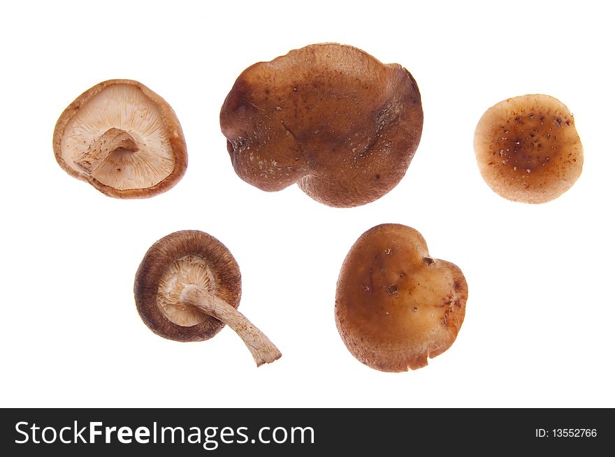 Shitake Mushrooms.  Isolated on white with a clipping path.