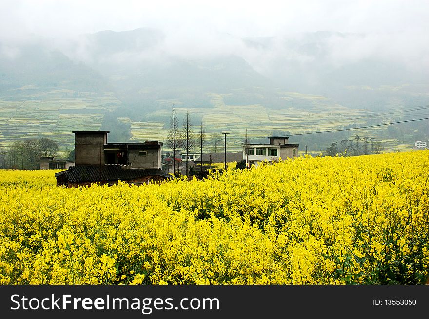 Scenic rape flower in the spring