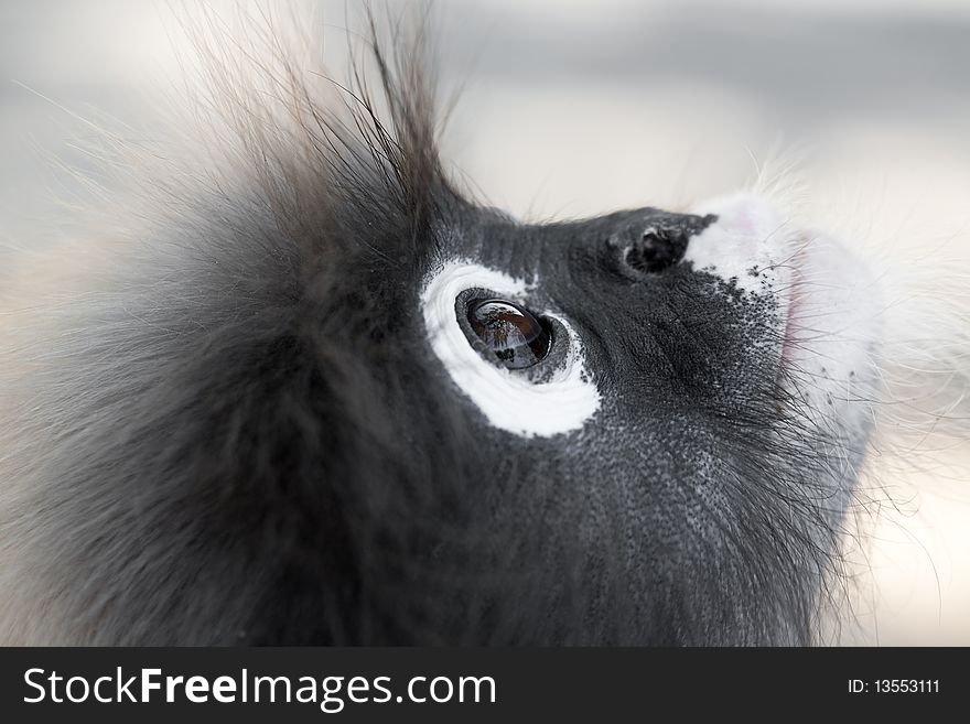 Dusky Leaf Monkey. Ao Manao, Thailand