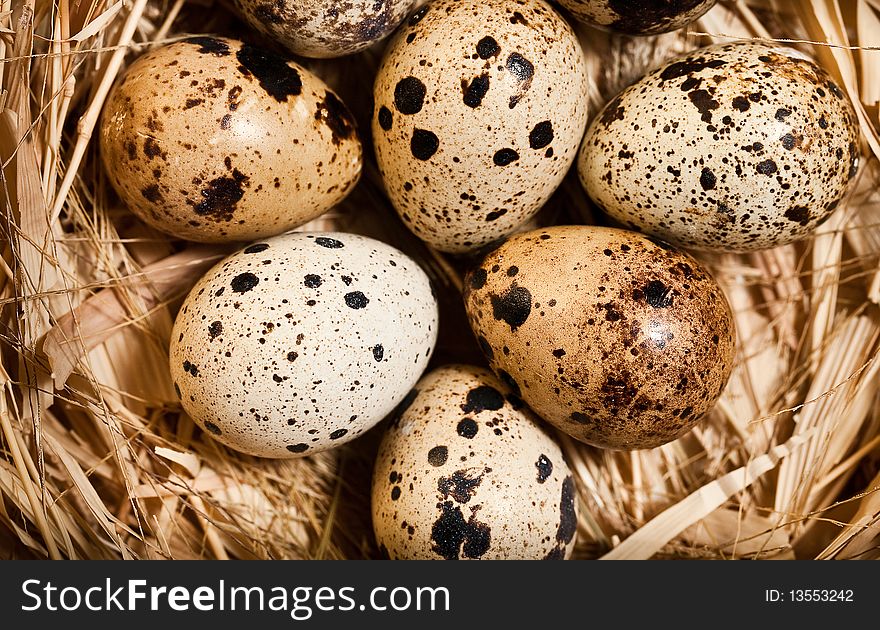 Quail eggs in the nest