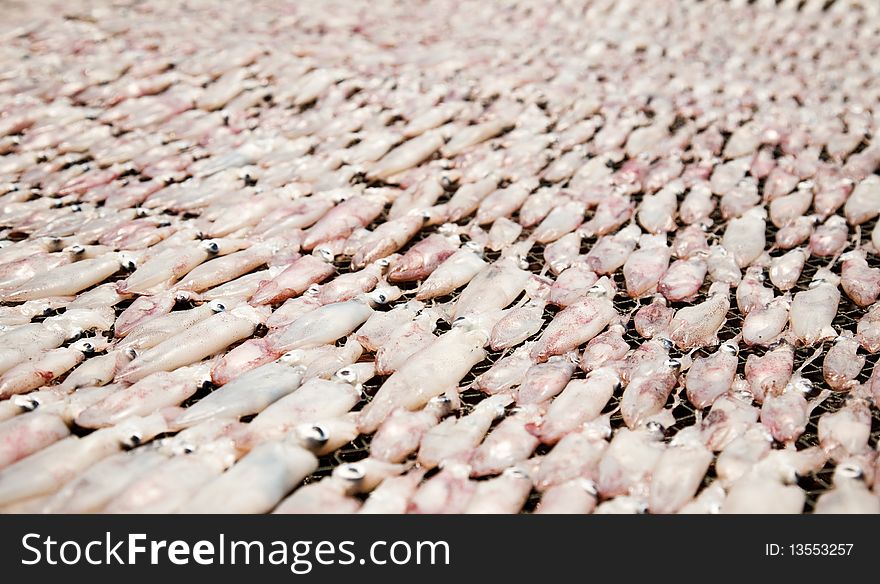 Squids drying in the Sun in a fishermen village