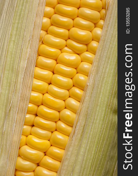 Close-up image of freshly picked corn. Close-up image of freshly picked corn