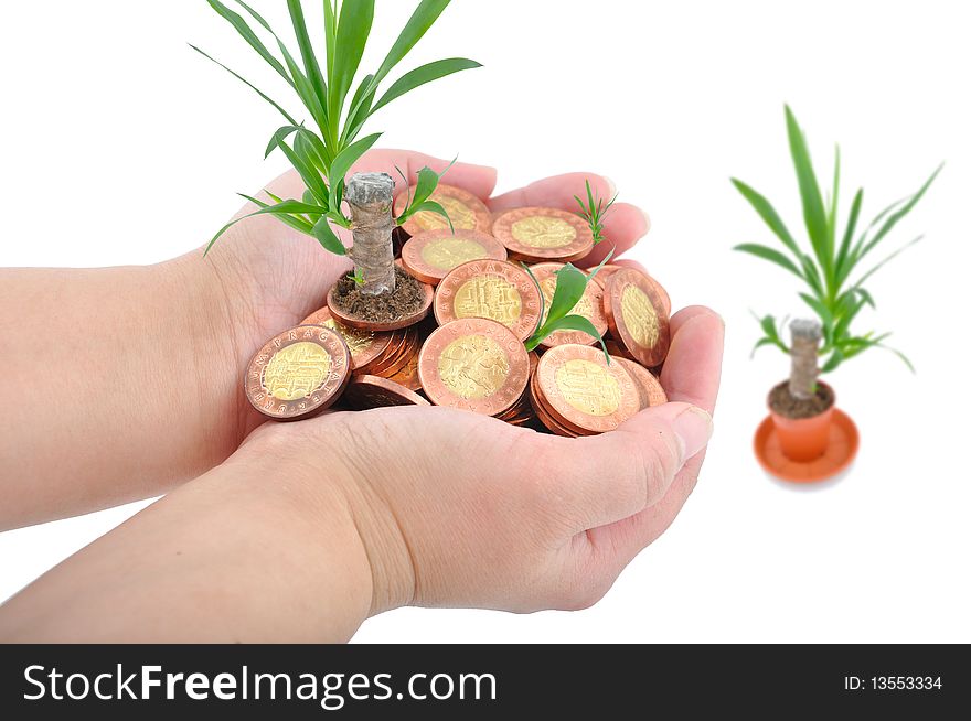 Plant yucca is growing from coins, which are in hands on isolated white background. Plant yucca is growing from coins, which are in hands on isolated white background.