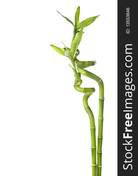 Fresh bamboo isolated over white