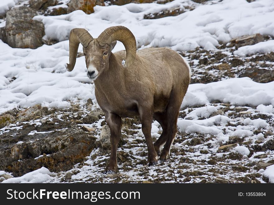 The tips of this bighorn ram's horns are covered in snow from foraging through the snow for vegetation to eat. Lamar Valley, Yellowstone National Park. The tips of this bighorn ram's horns are covered in snow from foraging through the snow for vegetation to eat. Lamar Valley, Yellowstone National Park