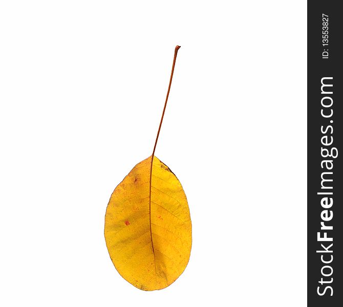 Yellow foliage of a tree isolated on a white background, a closeup. Yellow foliage of a tree isolated on a white background, a closeup