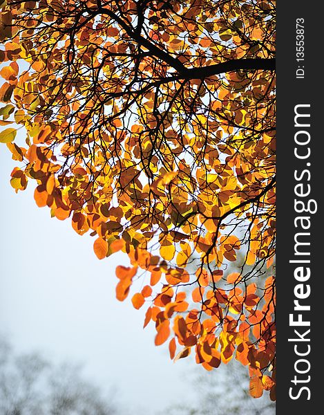 Branch of a tree with red foliage in park in a sunny day. Branch of a tree with red foliage in park in a sunny day