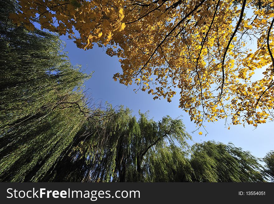 Autumn trees in park on a background of the blue sky in a sunny day. Autumn trees in park on a background of the blue sky in a sunny day
