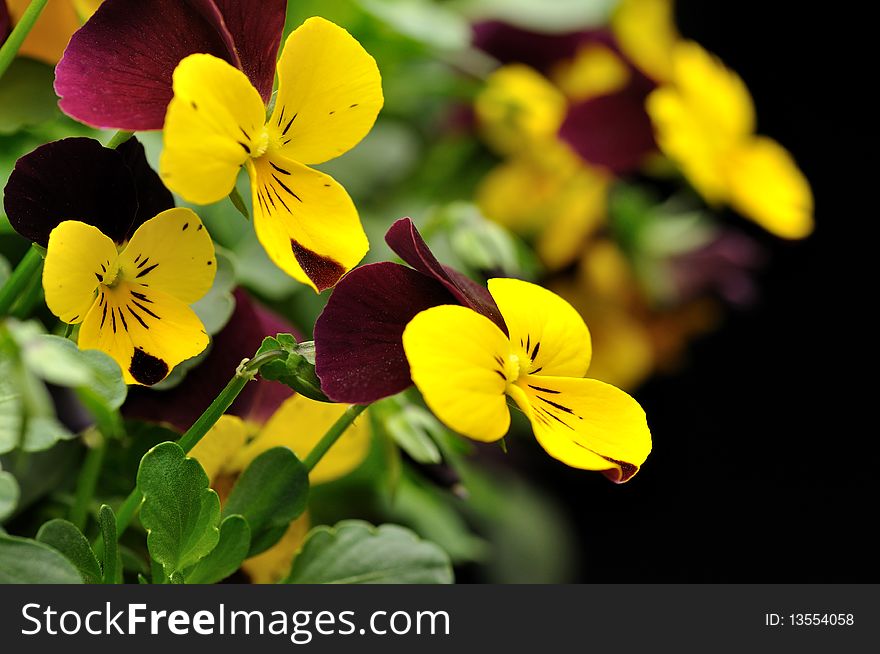 Closeup of beautiful yellow flower on black background