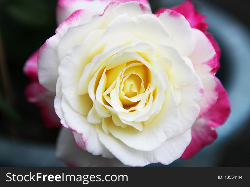 A White roses close-up
