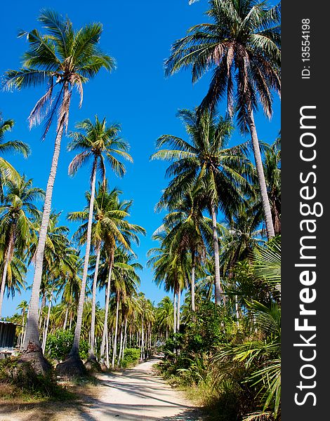 Road between palms in tropics