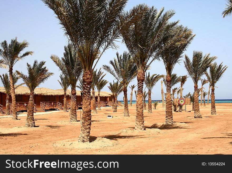 Palm trees on Makadi bay, Egypt