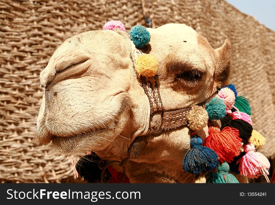 Portrait of beautiful egypt camel