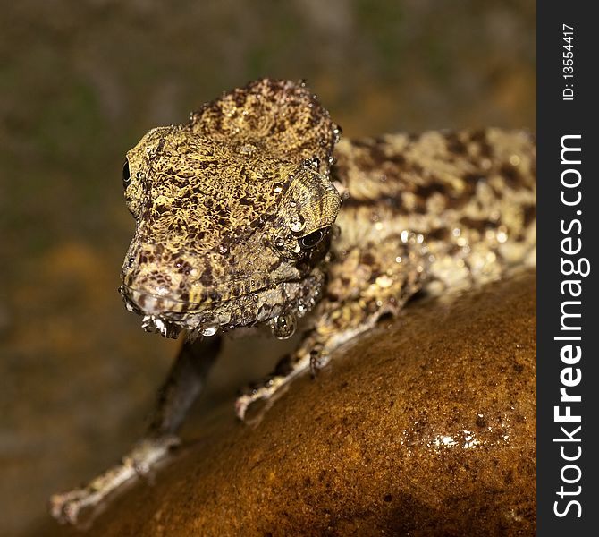 Picture of the anolis barbatus, who has just been sprinkled with water.