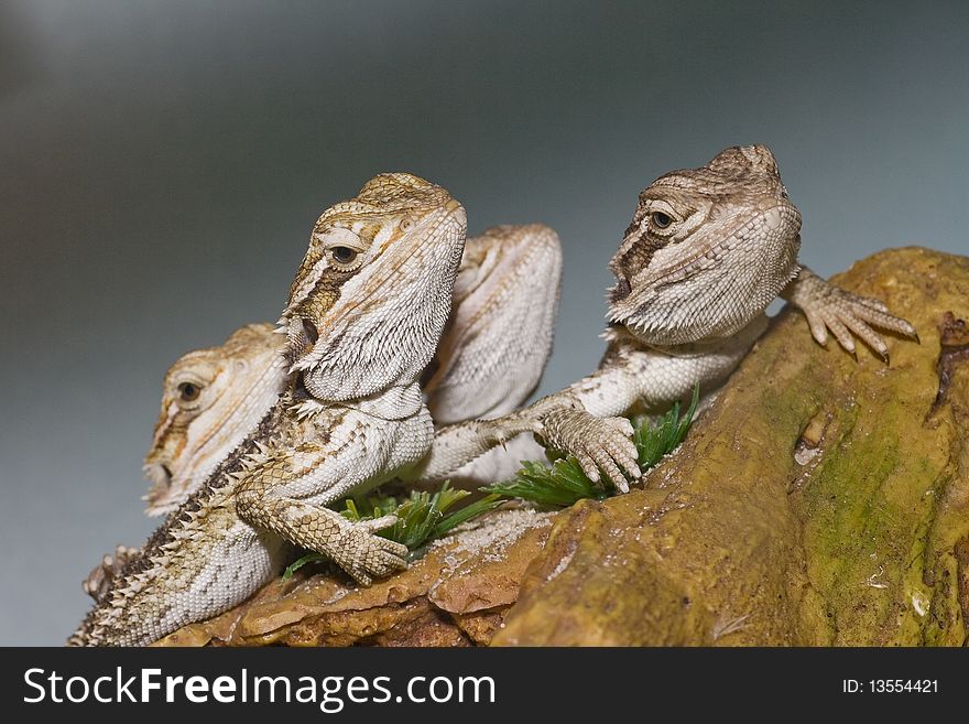 A group of bearded dragons aka Pogona Vitticeps