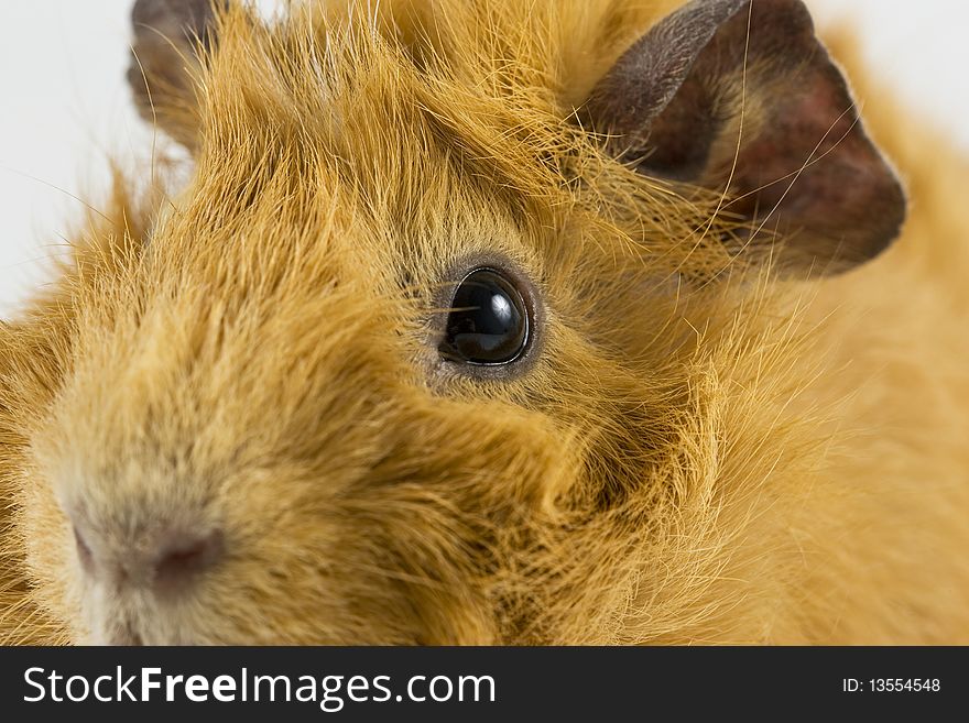 Closeup of guinea pig over white. Closeup of guinea pig over white