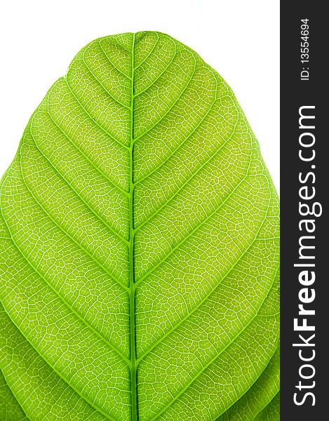 The pattern of green leaf. The pattern of green leaf