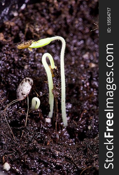 Macro shot of small green seedlings