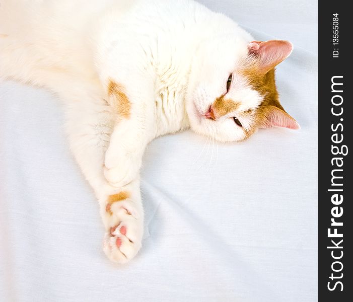 Adult male Turkish Van Red Tabby lounging on a white sheet background. Adult male Turkish Van Red Tabby lounging on a white sheet background.