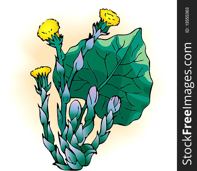 Vector drawing. Spring primroses Tussilago farfara, used in medicine and a good honey plant