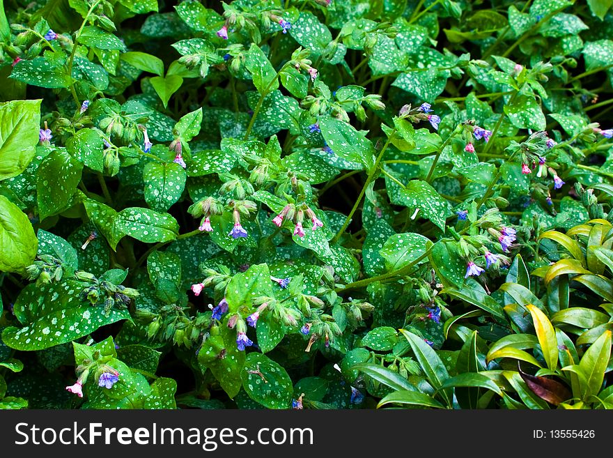 Alumroot with pretty white spotted green foliage andblue and pink fragrant blooms. Alumroot with pretty white spotted green foliage andblue and pink fragrant blooms.