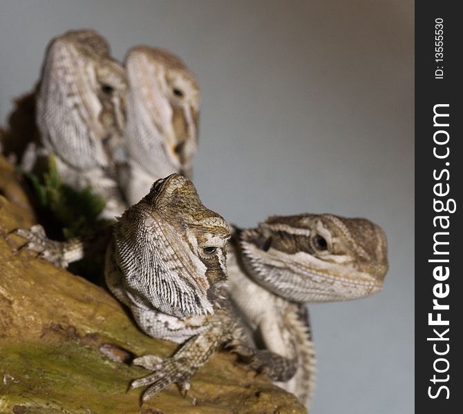 A group of bearded dragons aka Pogona Vitticeps