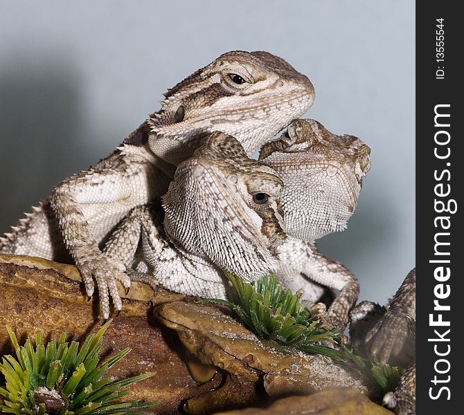 A group of bearded dragons aka Pogona Vitticeps