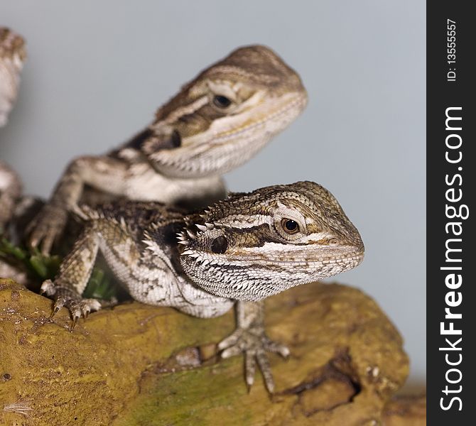 A group of bearded dragons aka Pogona Vitticeps