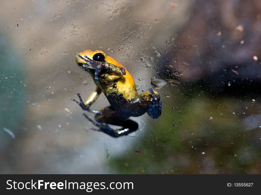 Black-legged Poison Frog