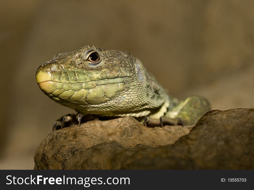 Close up head shot of Ocellated Lizard on a rock