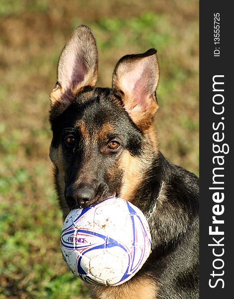 German sheppard play with a ball