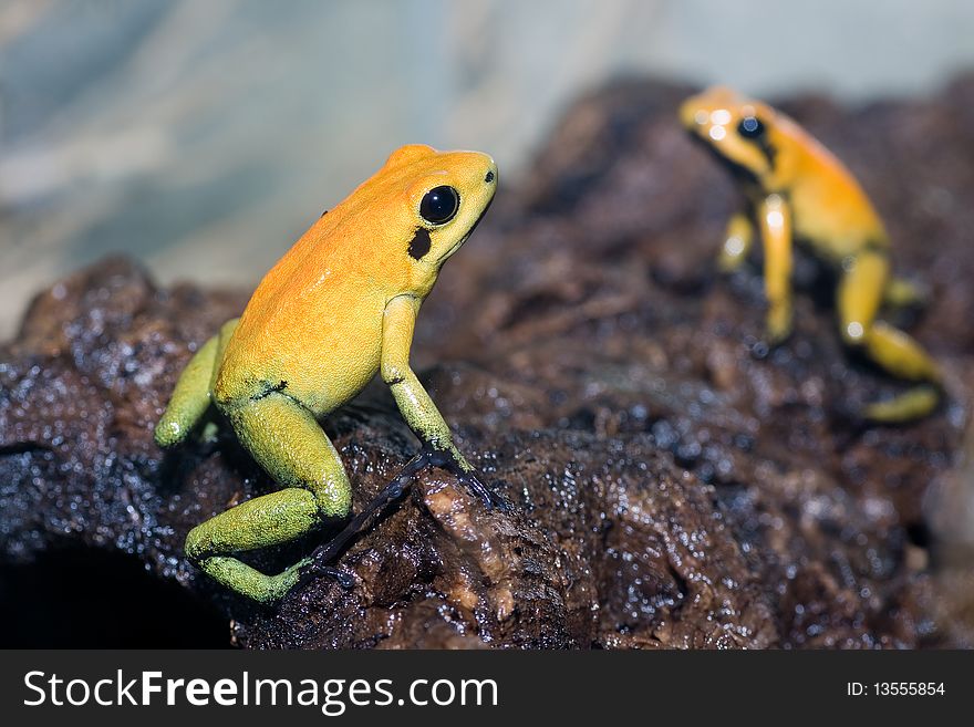 Two black-legged poison frogs, opposite to each other, like a mirror
